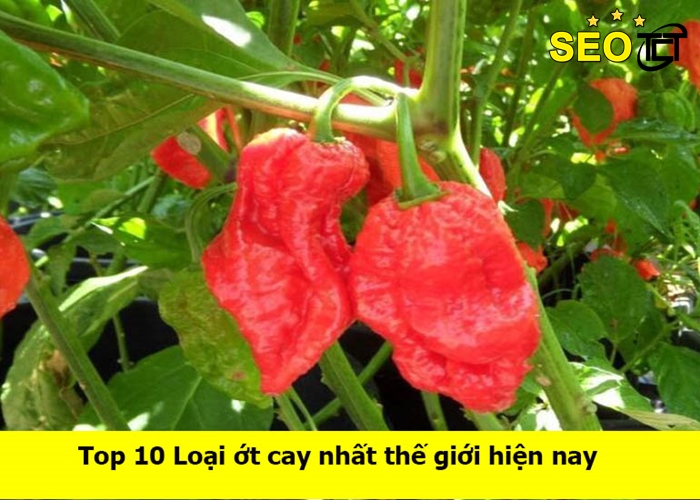 ot-cay-nhat-the-gioi-hien-nay (1)