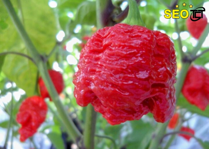 ot-cay-nhat-the-gioi-hien-nay (3)