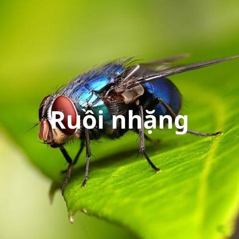 Diệt ruồi hiệu quả và bền vững với Hanoi Pest Control